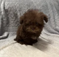 Pocket Pup , a male Poodle - Toy  for sale in Summer Shade, KY – 4 of 9