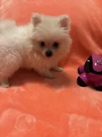 Tinkerbell , a female Pomeranian for sale in Summer Shade, KY – 2 of 3