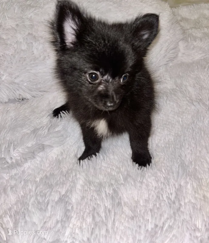 Mr Shiny – Pomeranian puppy for sale in Summer Shade, KY