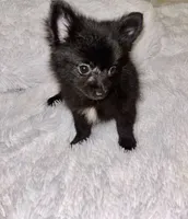 Mr Shiny, a male Pomeranian for sale in Summer Shade, KY – 1 of 6