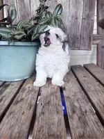 King, a male Maltipoo for sale in Summer Shade, KY – 3 of 5