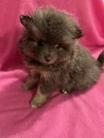 Brandy, a female Pomeranian for sale in Summer Shade, KY – 8 of 10