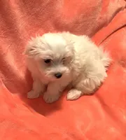 Snowball utd pix. REDUCED , a male Maltese for sale in Summer Shade, KY – 4 of 10