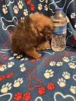 Bouncy Micky, a male Pomeranian for sale in Summer Shade, KY – 7 of 8