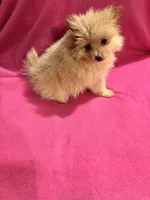 Sunshine , a female Pomeranian for sale in Summer Shade, KY – 7 of 9