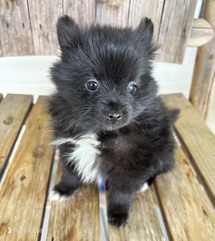 Charmer – Pomeranian puppy for sale in Summer Shade, KY