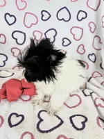 Skye, a female Maltipom for sale in Summer Shade, KY – 2 of 8