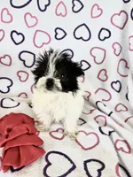 Skye, a female Maltipom for sale in Summer Shade, KY – 5 of 8