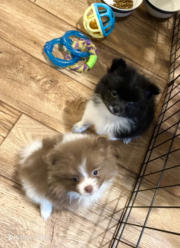Marbles – Pomeranian puppy for sale in Summer Shade, KY
