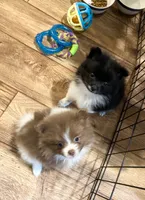 Marbles, a male Pomeranian for sale in Summer Shade, KY – 4 of 5