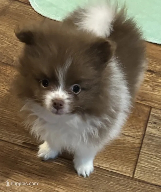 Chocolate parti  – Pomeranian puppy for sale in Summer Shade, KY