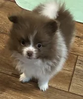 Chocolate parti , a male Pomeranian for sale in Summer Shade, KY – 1 of 6