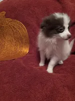 CKC Bandit update pix , a male Pomeranian for sale in Summer Shade, KY – 3 of 10