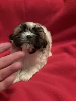 Fluffy , a female Mal Shi for sale in Summer Shade, KY – 6 of 6