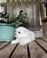Handsome, a male Maltipoo for sale in Summer Shade, KY – 3 of 3