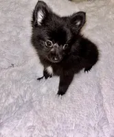 Mr Shiny, a male Pomeranian for sale in Summer Shade, KY – 5 of 6