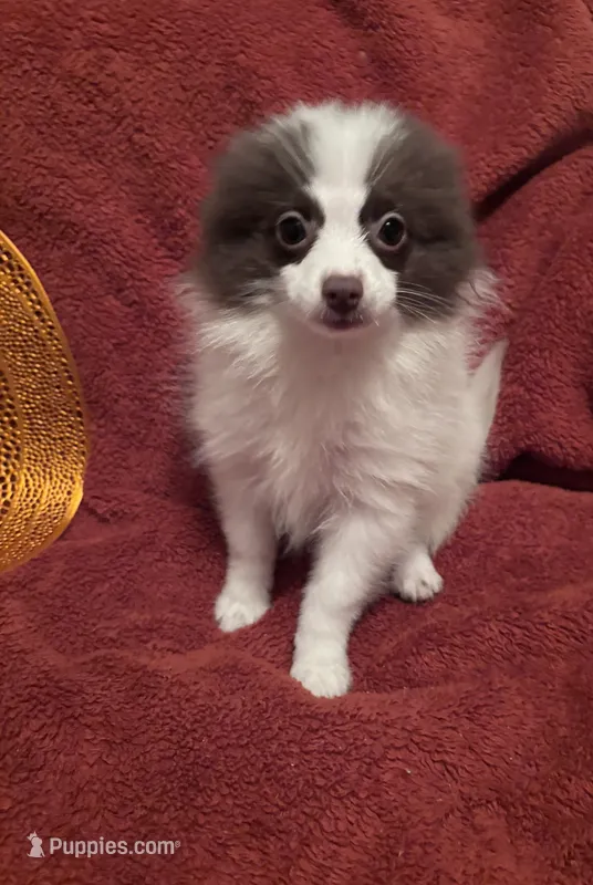CKC Bandit update pix  – Pomeranian puppy for sale in Summer Shade, KY