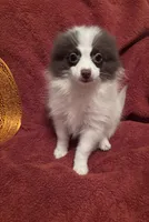 CKC Bandit update pix , a male Pomeranian for sale in Summer Shade, KY – 1 of 10