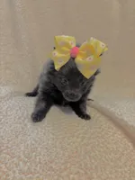 Lilac, a female Pomeranian for sale in Summer Shade, KY – Photo 2 of 3