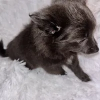 Decreased CKC Reg. Lilac, a female Pomeranian for sale in Summer Shade, KY – Photo 9 of 9