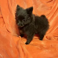 Decreased CKC Reg. Lilac, a female Pomeranian for sale in Summer Shade, KY – Photo 1 of 9