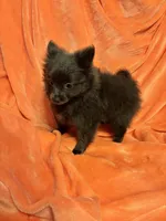 CKC Reg. Lilac, a female Pomeranian for sale in Summer Shade, KY – Photo 2 of 7