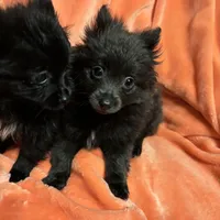 Decreased CKC Reg. Lilac, a female Pomeranian for sale in Summer Shade, KY – Photo 5 of 9