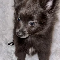 Decreased CKC Reg. Lilac, a female Pomeranian for sale in Summer Shade, KY – Photo 3 of 9