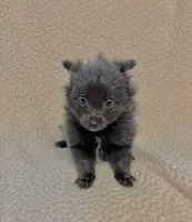 Lilac, a female Pomeranian for sale in Summer Shade, KY – Photo 3 of 3