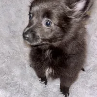 Decreased CKC Reg. Lilac, a female Pomeranian for sale in Summer Shade, KY – Photo 8 of 9