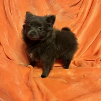 Decreased CKC Reg. Lilac, a female Pomeranian for sale in Summer Shade, KY – Photo 6 of 9