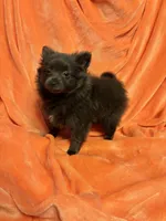 CKC Reg. Lilac, a female Pomeranian for sale in Summer Shade, KY – Photo 1 of 7