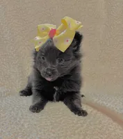 Lilac, a female Pomeranian for sale in Summer Shade, KY – Photo 1 of 3