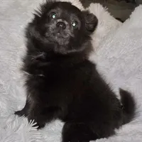 Decreased CKC Reg. Lilac, a female Pomeranian for sale in Summer Shade, KY – Photo 2 of 9