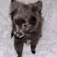 Decreased CKC Reg. Lilac, a female Pomeranian for sale in Summer Shade, KY – Photo 7 of 9