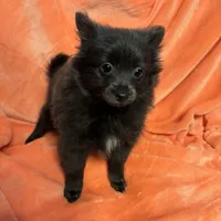 Decreased CKC Reg. Lilac, a female Pomeranian for sale in Summer Shade, KY – Photo 4 of 9