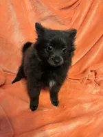 CKC Reg. Lilac, a female Pomeranian for sale in Summer Shade, KY – Photo 3 of 7