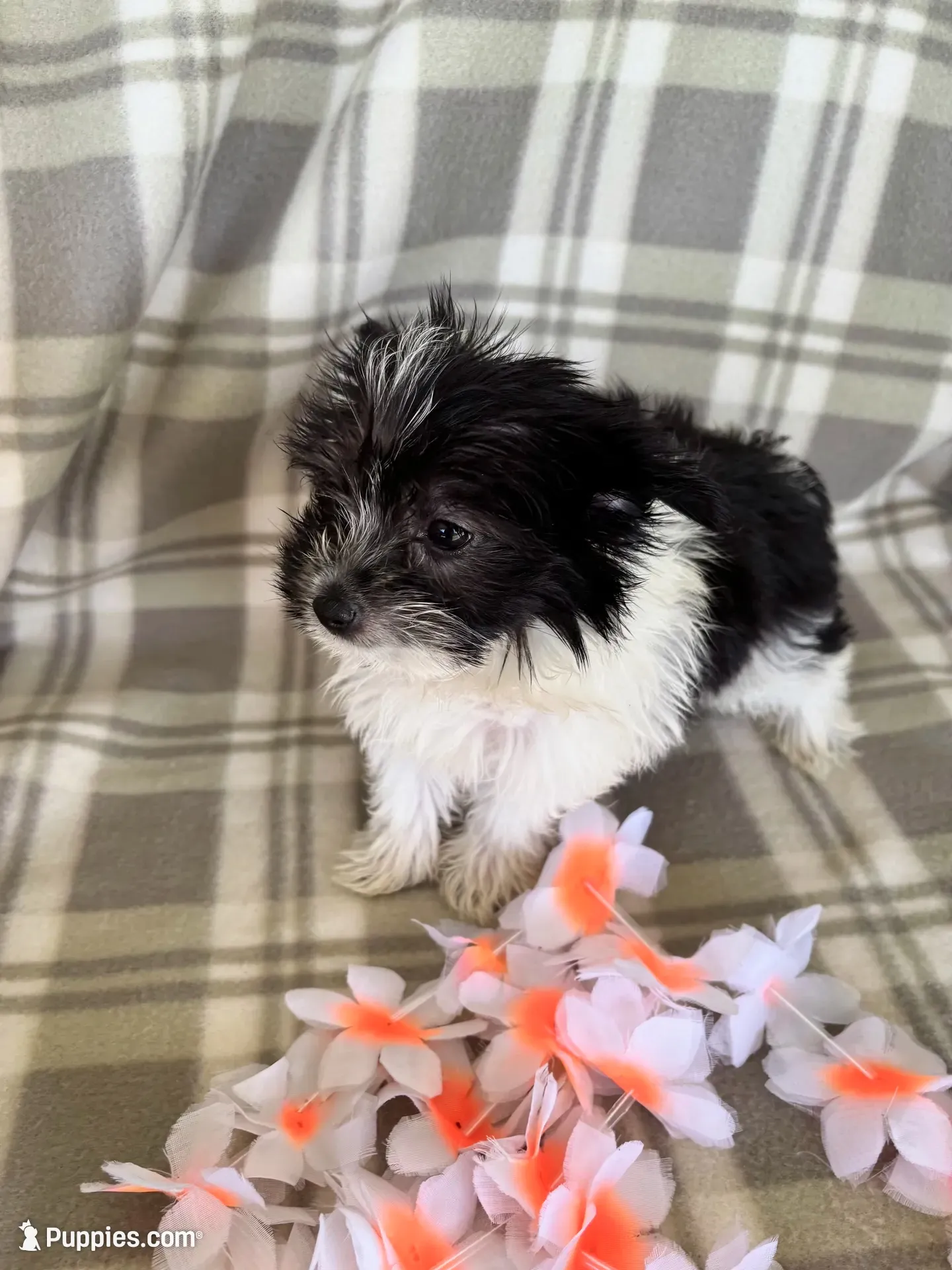 Lola, a female Maltipom for sale in Summer Shade, KY – 5 of 10
