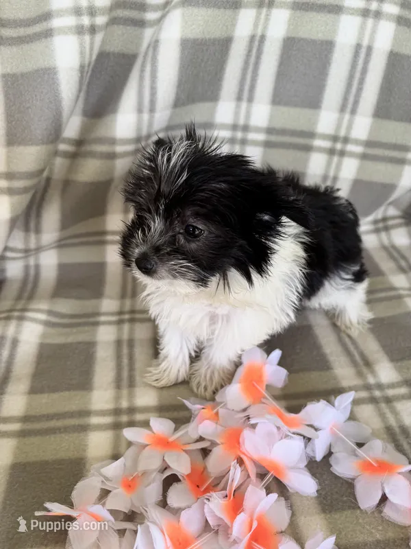 Lola – Maltipom puppy for sale in Summer Shade, KY
