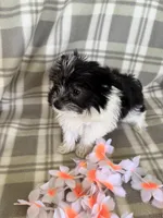 Lola, a female Maltipom for sale in Summer Shade, KY – 1 of 7