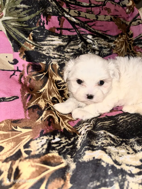 Blossom  – Maltese puppy for sale in Summer Shade, KY