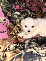 Blossom , a female Maltese for sale in Summer Shade, KY – 1 of 5
