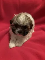 Fluffy , a female Mal Shi for sale in Summer Shade, KY – 5 of 6