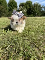 REDUCED Precious , a female Mal Shi for sale in Summer Shade, KY – 2 of 10