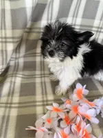 Lola, a female Maltipom for sale in Summer Shade, KY – 7 of 7