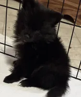 Charmer, a male Pomeranian for sale in Summer Shade, KY – 2 of 5