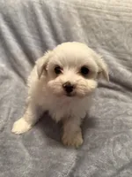 Snowball , a male Maltese for sale in Summer Shade, KY – 3 of 5