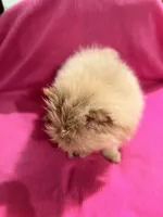 Sunshine , a female Pomeranian for sale in Summer Shade, KY – 3 of 9