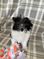 Lola, a female Maltipom for sale in Summer Shade, KY – 3 of 7