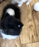 Marbles, a male Pomeranian for sale in Summer Shade, KY – 5 of 5
